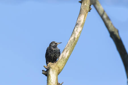 A common starling is searching for fodderの写真素材
