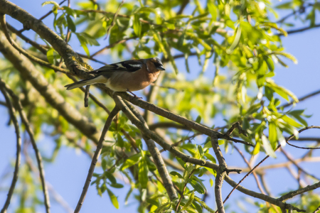 A common chaffinch is searching for fodderの写真素材
