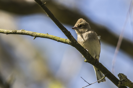 A common chaffinch is searching for fodderの写真素材