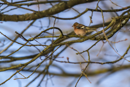 A common chaffinch is searching for fodderの写真素材