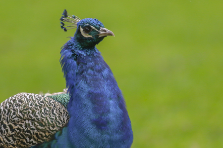 A blue peafowl in Wild park Potzberg/Germanyの写真素材