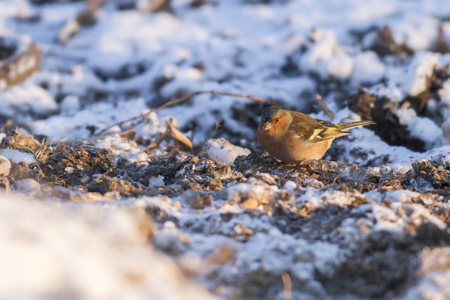 A common chaffinch is searching for fodderの写真素材