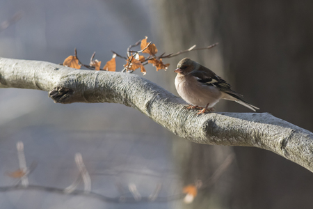 A common chaffinch is searching for fodderの写真素材