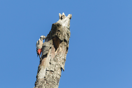 A great woodpecker on a branchの写真素材