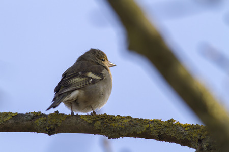 A common chaffinch is searching for fodderの写真素材