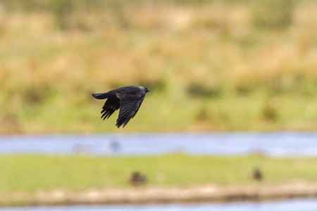 A Jackdaw is searching for fodderの写真素材