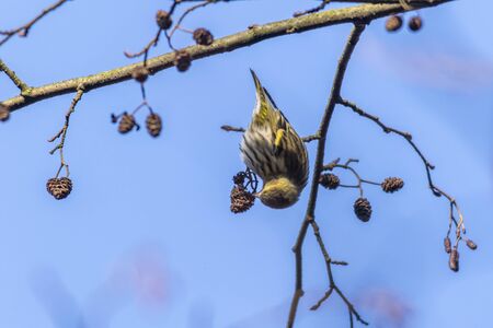 Ein Erlenzeisig im GeÃ¤stの写真素材
