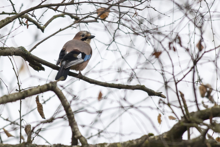 An eurasian Jay is sitting on a branchの写真素材