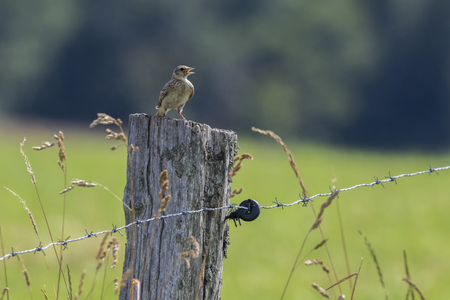 A common skylark in flightの写真素材