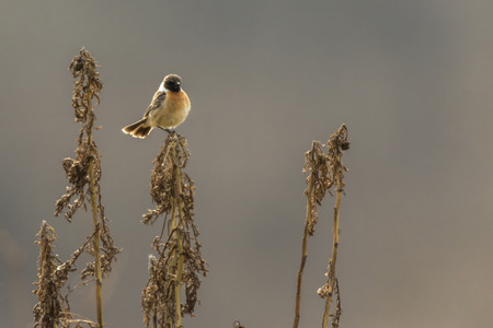 A stonechat on his vantage point