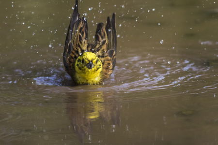A yellowhammer is searching for fodder
