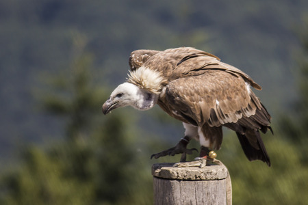 A common giffon in Wildpark Potzberg near Kusel in Germanyの写真素材