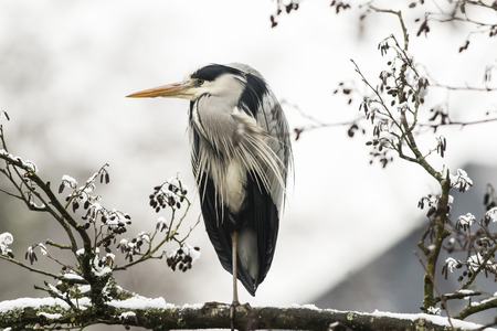 A grey heron is searching for fodder in Beeder Bruchの写真素材