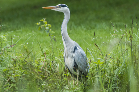 A grey heron is searching for fodder in Beeder Bruchの写真素材