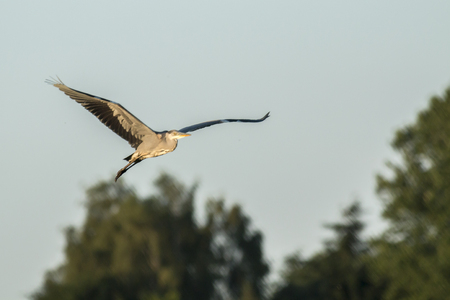 A grey heron is searching for fodder in Beeder Bruchの写真素材