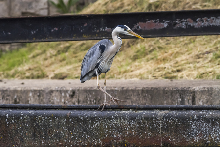A grey heron is searching for fodder in Beeder Bruchの写真素材