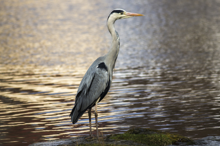 A grey heron is searching for fodder in Beeder Bruchの写真素材