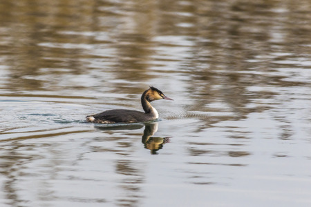 A great crested grebe on a sea near Dillingen