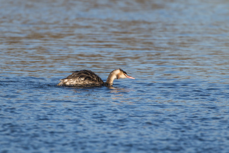 A great crested grebe on a sea near Dillingen