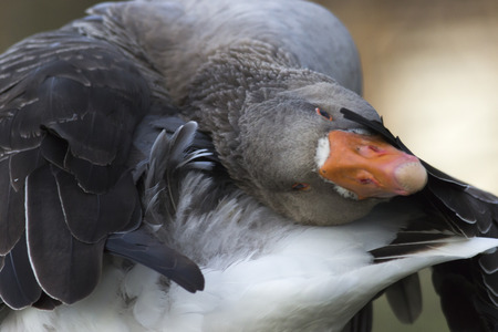 Domestic goose on the river Blies near Homburgの写真素材