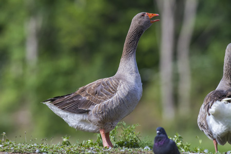 Domestic goose on the river Blies near Homburgの写真素材