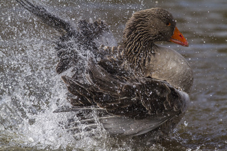 Domestic goose on the river Blies near Homburgの写真素材