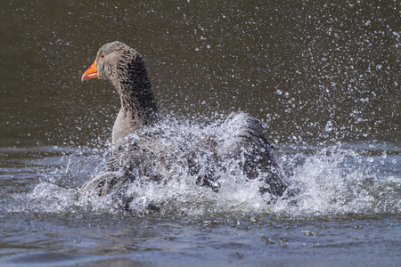 Domestic goose on the river Blies near Homburgの写真素材