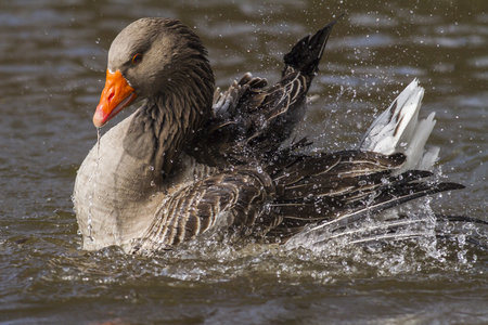 Domestic goose on the river Blies near Homburgの写真素材