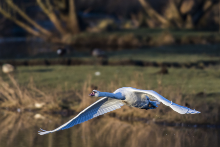 A mute swan on the riverside of the saarの写真素材