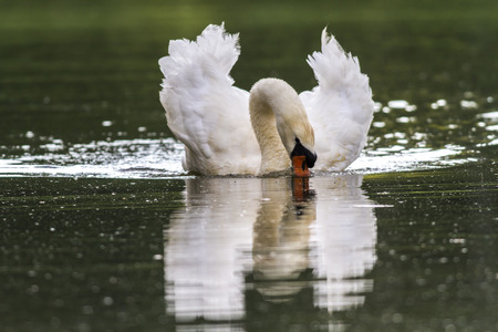 A mute swan on the riverside of the saarの写真素材