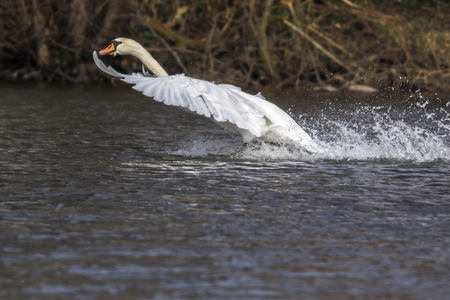 A mute swan on the riverside of the saarの写真素材