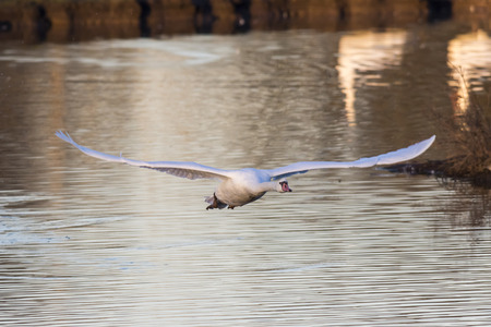 A mute swan on the riverside of the saarの写真素材
