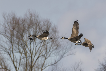 Canada geese in the Biotop of Beeden near Homburgの写真素材
