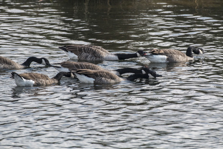 Canada geese in the Biotop of Beeden near Homburgの写真素材