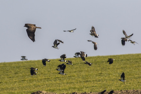 A Lapwing in the biotop of beeden