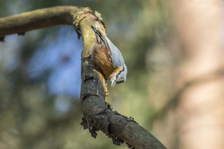 A nuthatch on the tree is searching for fodderの写真素材