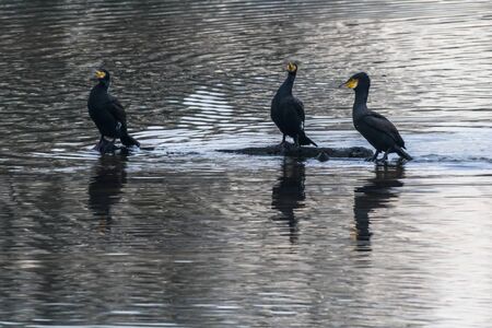 A cormorant on a sea near Dillingen in germany
