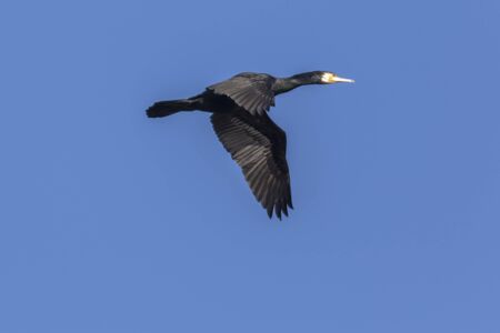 A cormorant on a sea near Dillingen in germanyの写真素材