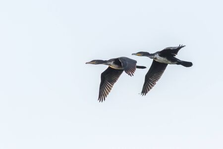A cormorant on a sea near Dillingen in germany