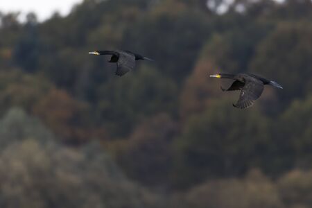 A cormorant on a sea near Dillingen in germanyの写真素材