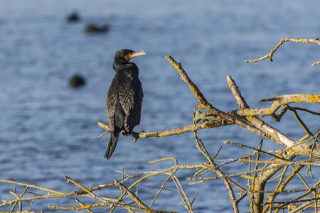 A cormorant on a sea near Dillingen in germanyの写真素材