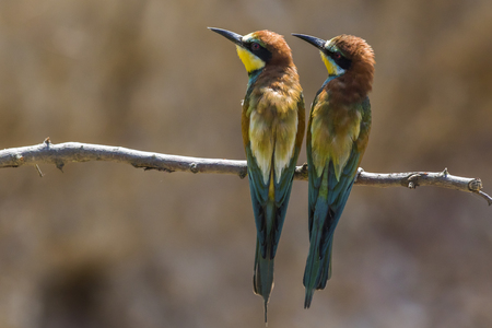 Eurasian bee-eater in a sandpit near gerolsheim in palatiaの写真素材