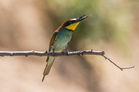 Eurasian bee-eater in a sandpit near gerolsheim in palatiaの写真素材