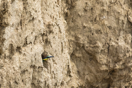Eurasian bee-eater in a sandpit near gerolsheim in palatiaの写真素材
