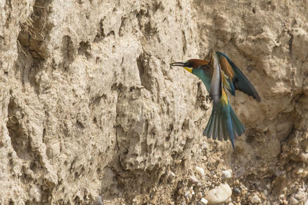 Eurasian bee-eater in a sandpit near gerolsheim in palatia