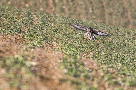 A common buzzard in flight over homburg in saarland