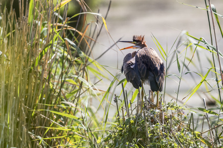 A purple heron hides themselve in the hiddenの写真素材