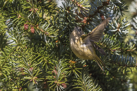 A goldcrest on a branch is searching for fodderの写真素材