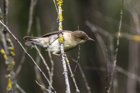 An eurasian reed warbler is sitting on a branchの写真素材