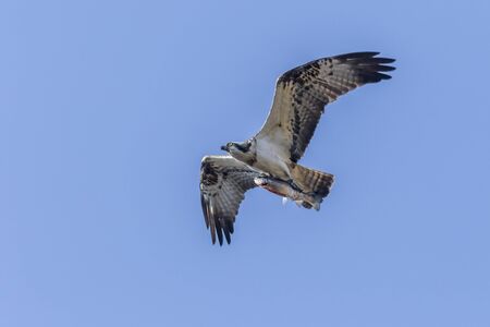 An Osprey in flight over Forellenhof Trauntal